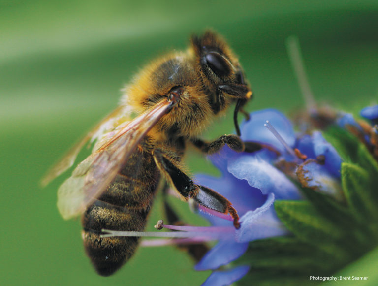 Picture This The Secret Meaning of a Cosy Bar or a Busy Bee